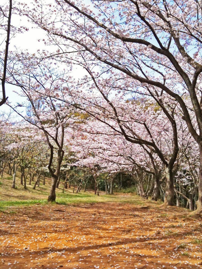 『蓙(ござ)で花見をしよう!』Facebookページより