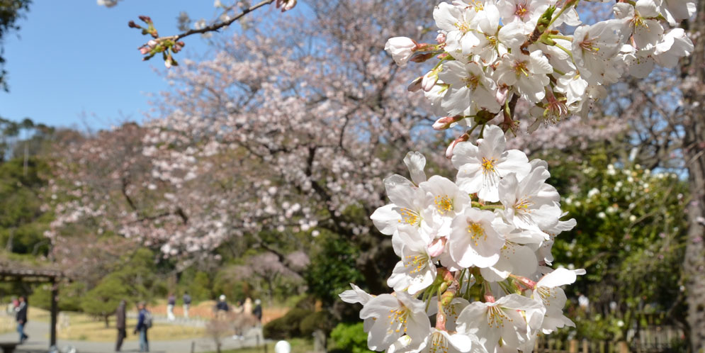 三溪園｜湖面に映る桜に、三重の塔。カメラを持って横浜No.1の景勝地へ
